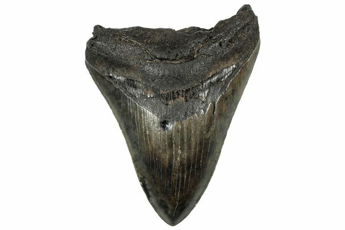 Serrated, Fossil Megalodon Tooth - South Carolina #321817